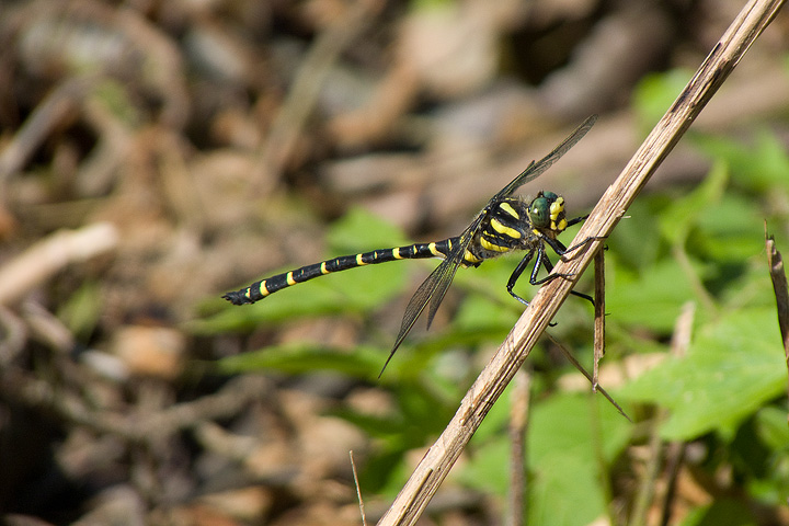 Cordulegaster boltonii